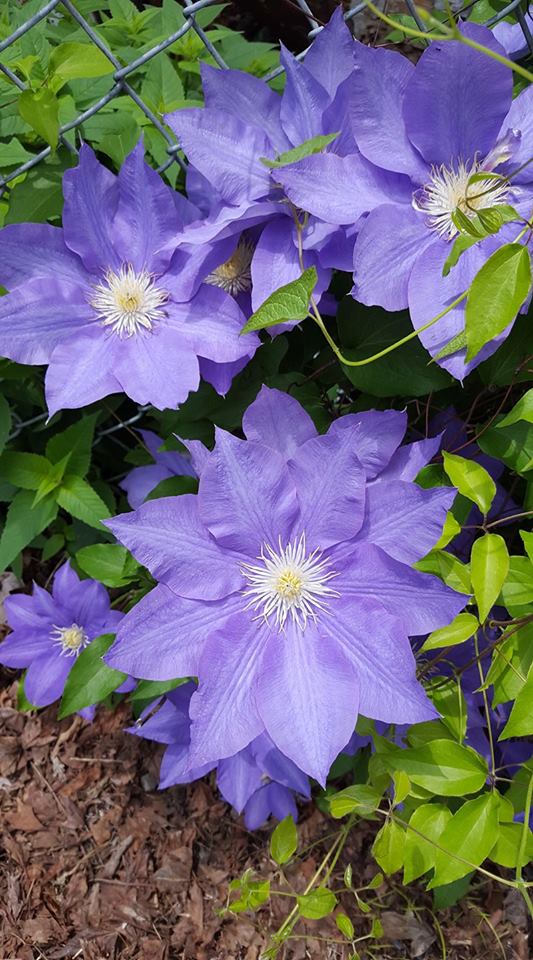 purple wild flowers