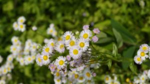 Wild flowers, white and yellow