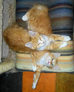 Photograph of two orange and white long hair kittens.