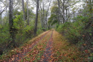 Towpath with woods.