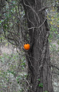 pumpkin tree