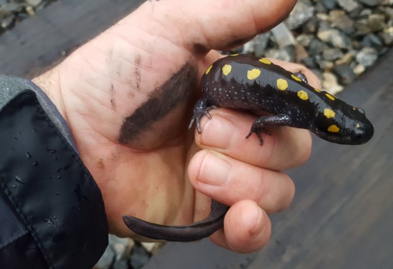 Salamander in my hand.