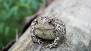 A toad.