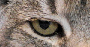 Cats eye close up.