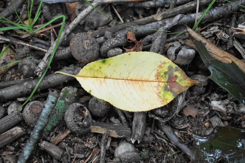 Forest floor leaf.