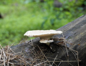 Fungus on a fallen tree.