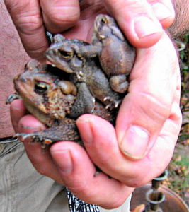 Stack of toads
