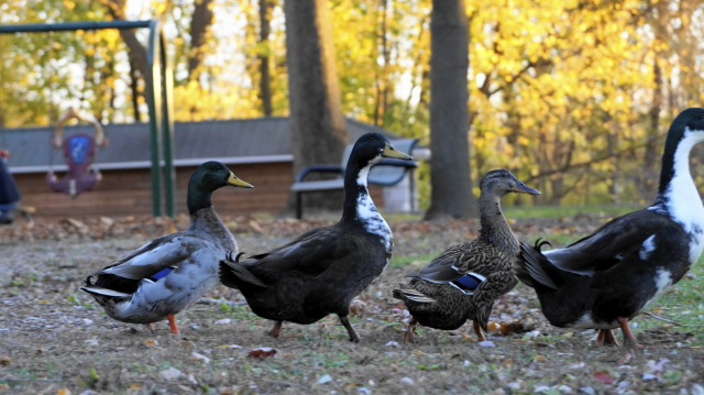 Four ducks walking left to right in the style of the Beatles Abby Roads album cover