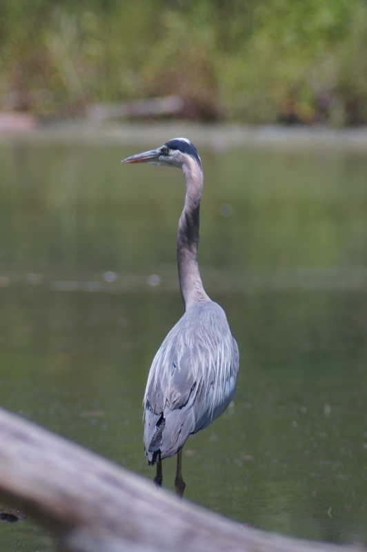 grey heron