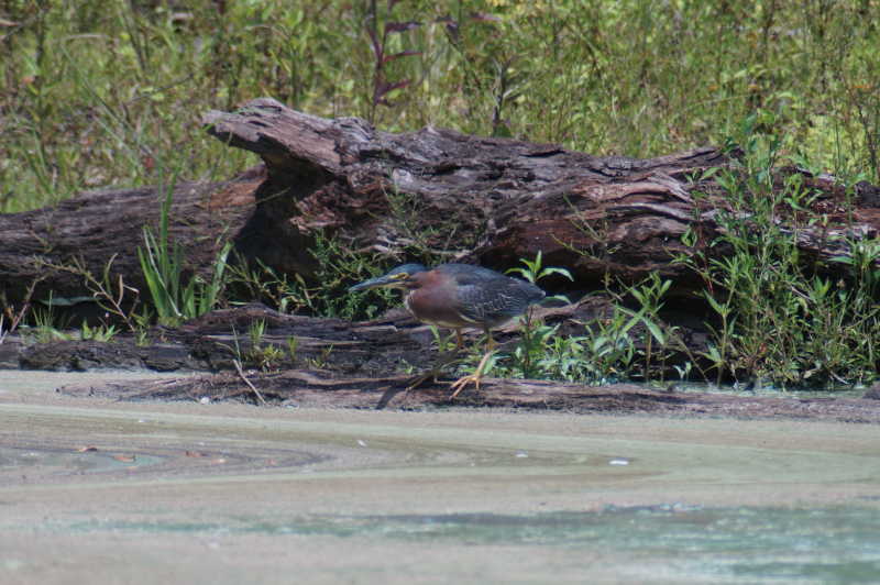 green heron