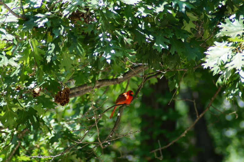 cardinal