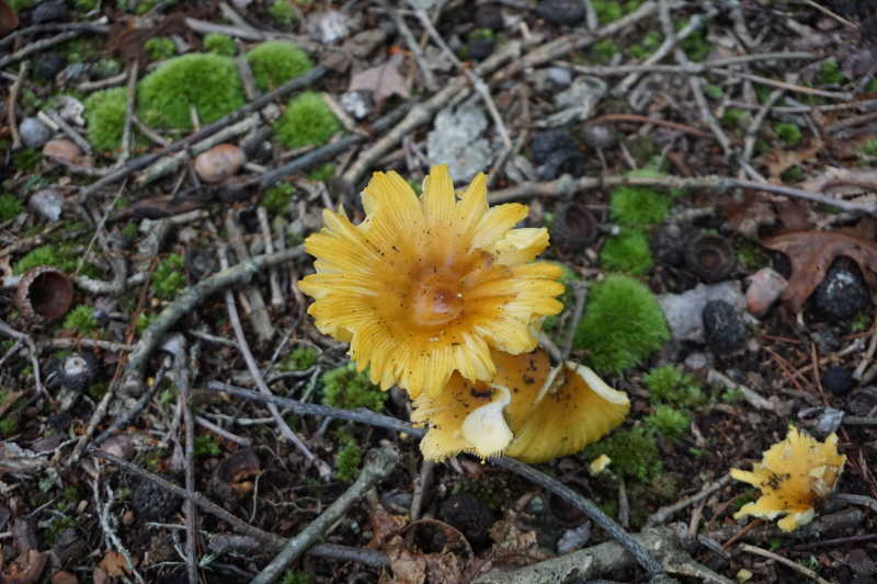 mushroom flower