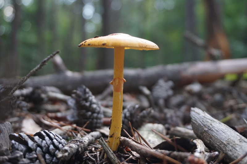 yellow toadstool