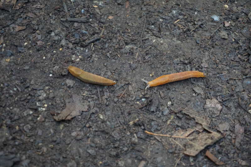 racing slugs