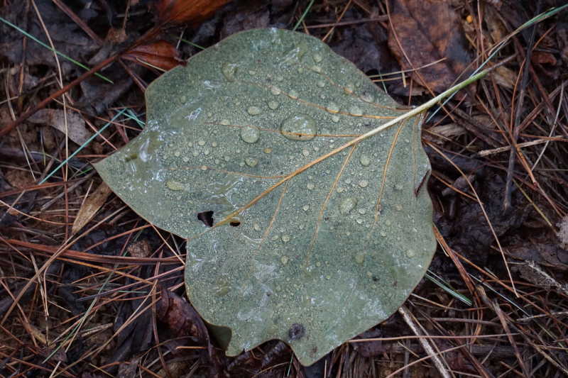 wet leaf